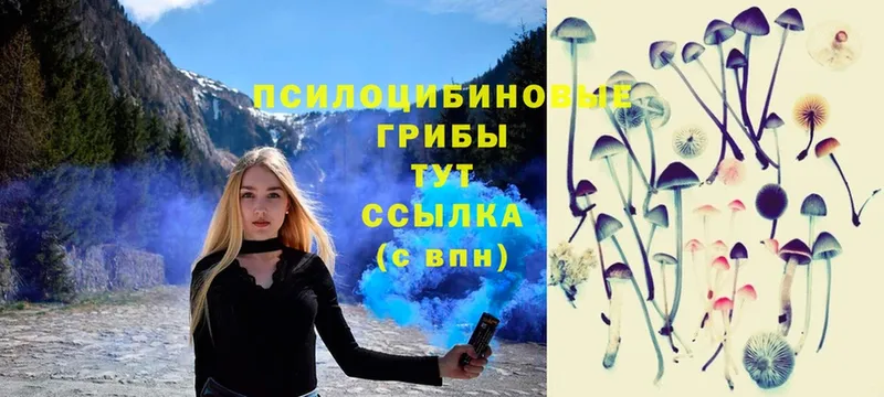 Псилоцибиновые грибы Magic Shrooms  гидра сайт  Бакал 